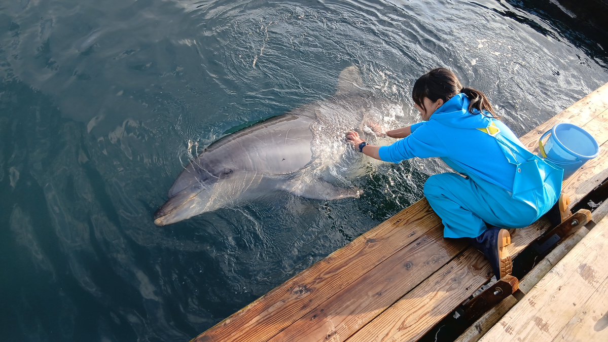 海中水族館シードーナツ tweet media