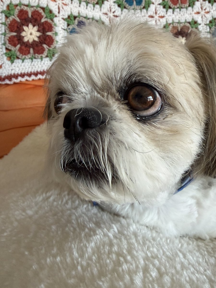 ぶんきんちゃんねる公式 tweet media