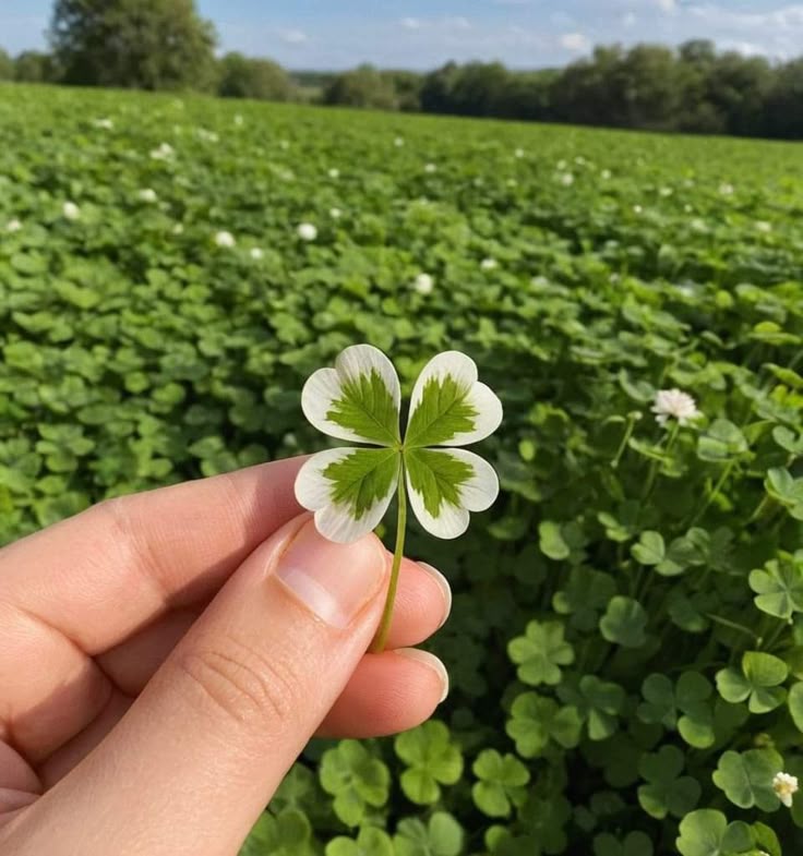 Solithra ☀️ tweet media