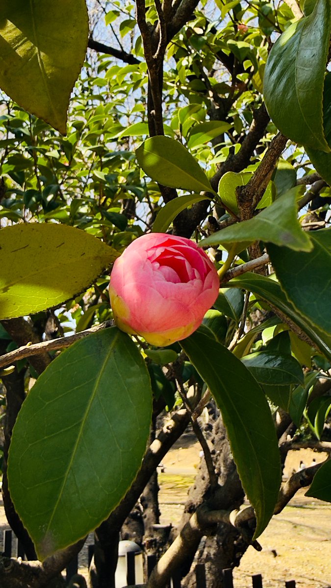 kairi8.20 🌇🌃こんばんは垢🙇‍♂️ tweet media