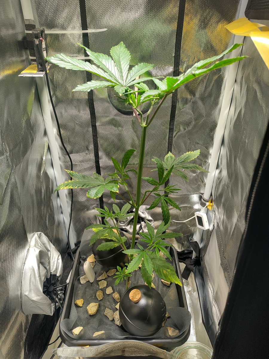 elvis immergrün aka pH Baxxter tweet media