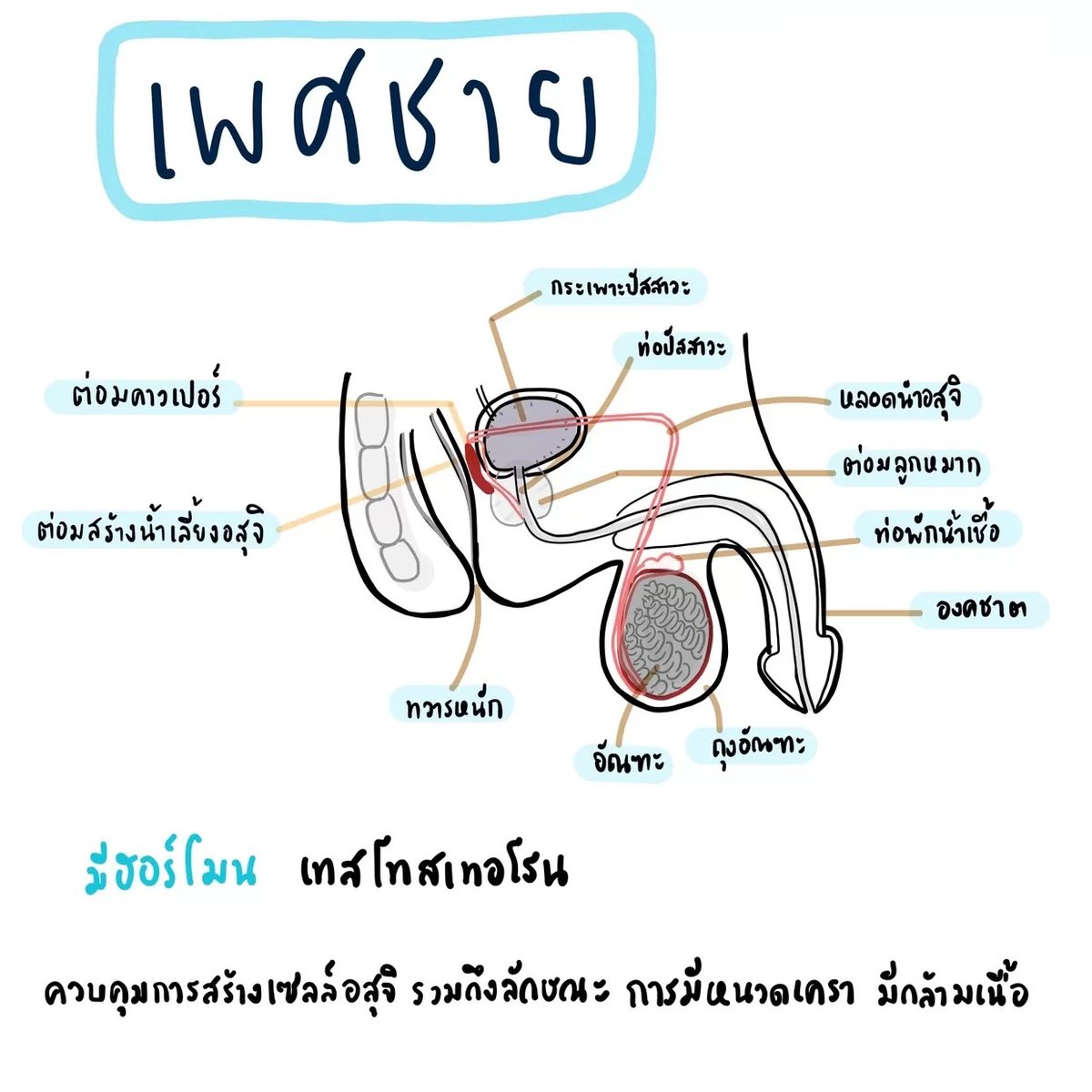 Clearnote Thailand tweet media