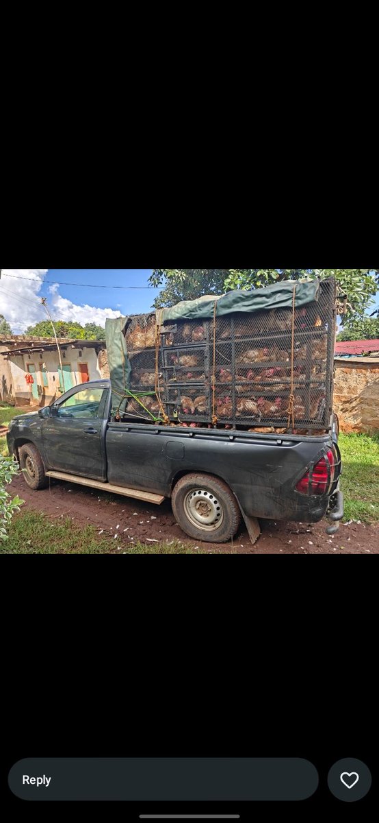 ChickenHub26581's tweet photo. Tuko fully live recording!
Fresh stock from your rural to you in Nairobi. Fair kienyeji prices . Call/WhatsApp- 0797932693 to order your meat. https://t.co/65u6s8LjMO