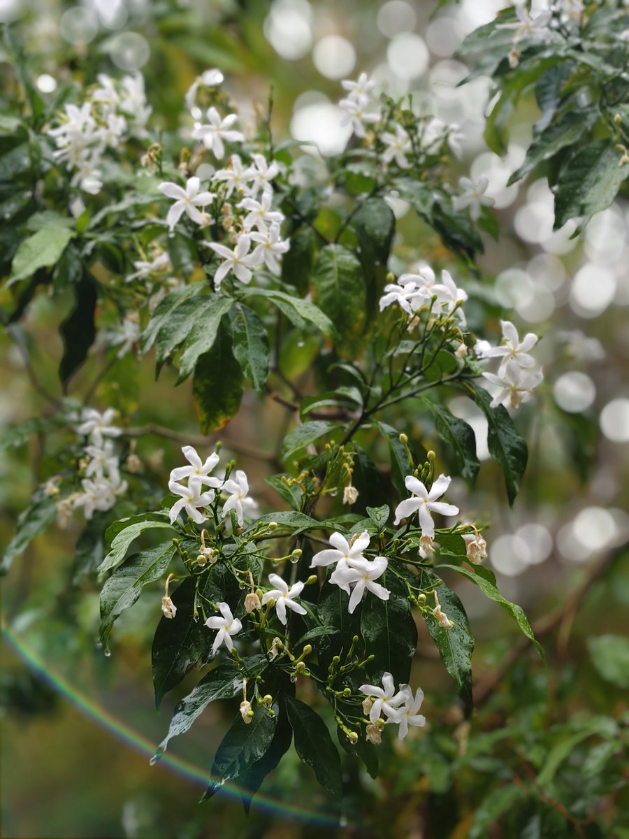 غَـيْـمَـةٌ tweet media