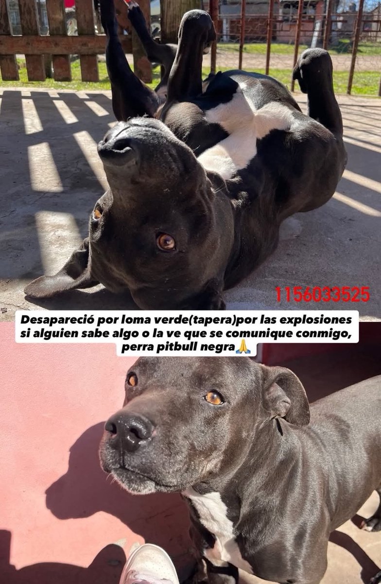 Adriana Carrasco tweet media