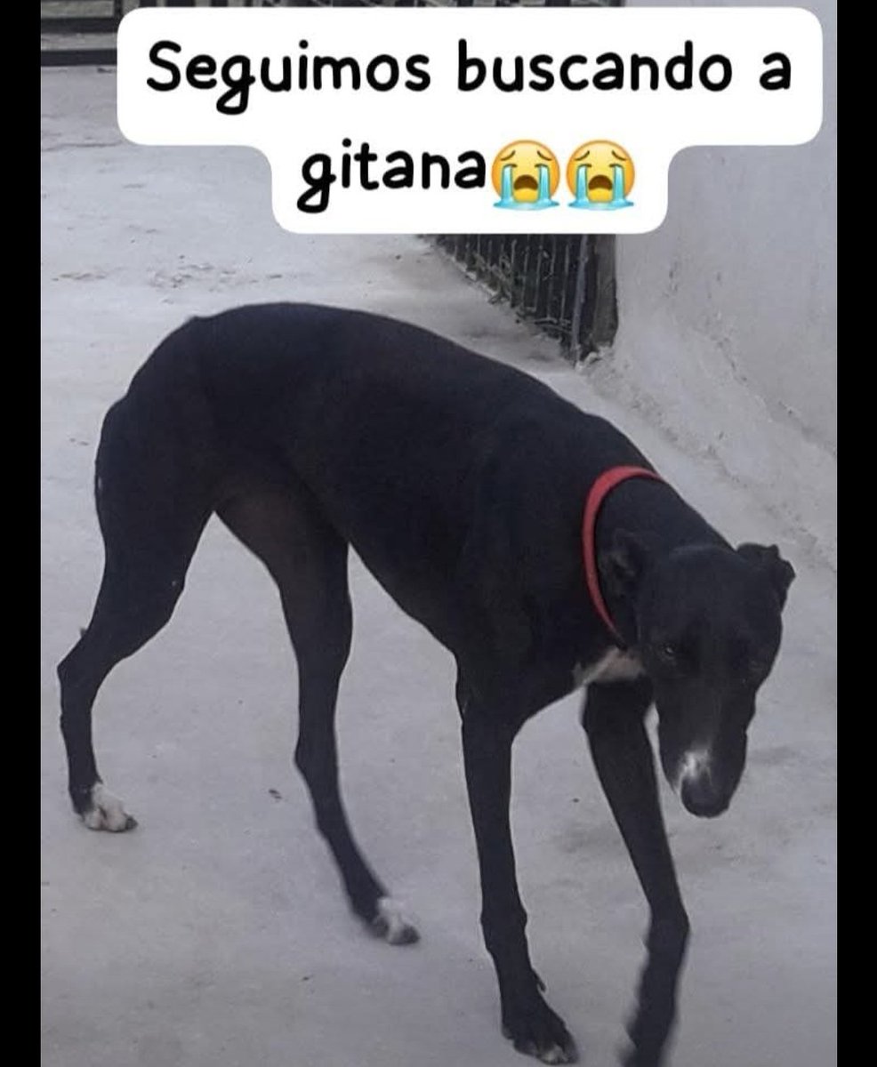 Adriana Carrasco tweet media