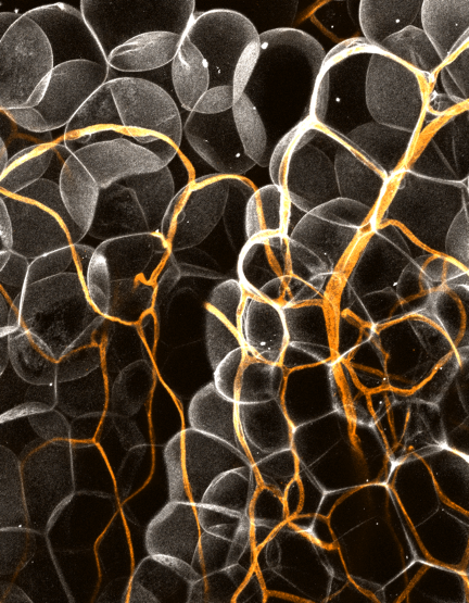 Petrova Lab – Vascular and Tumor Biology tweet media