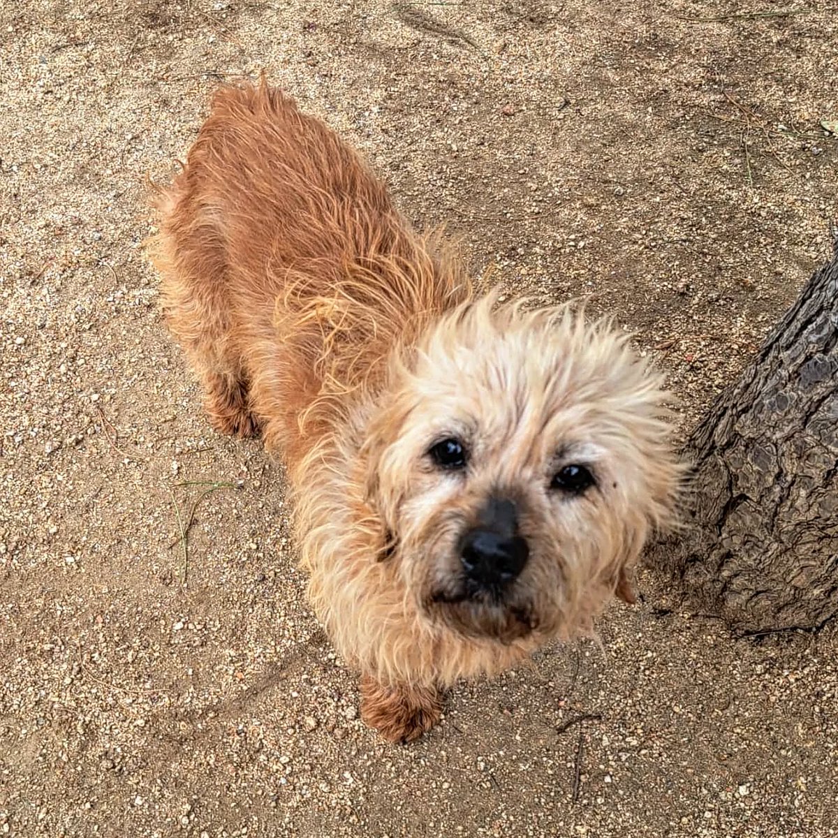 SOS Abuelos tweet media