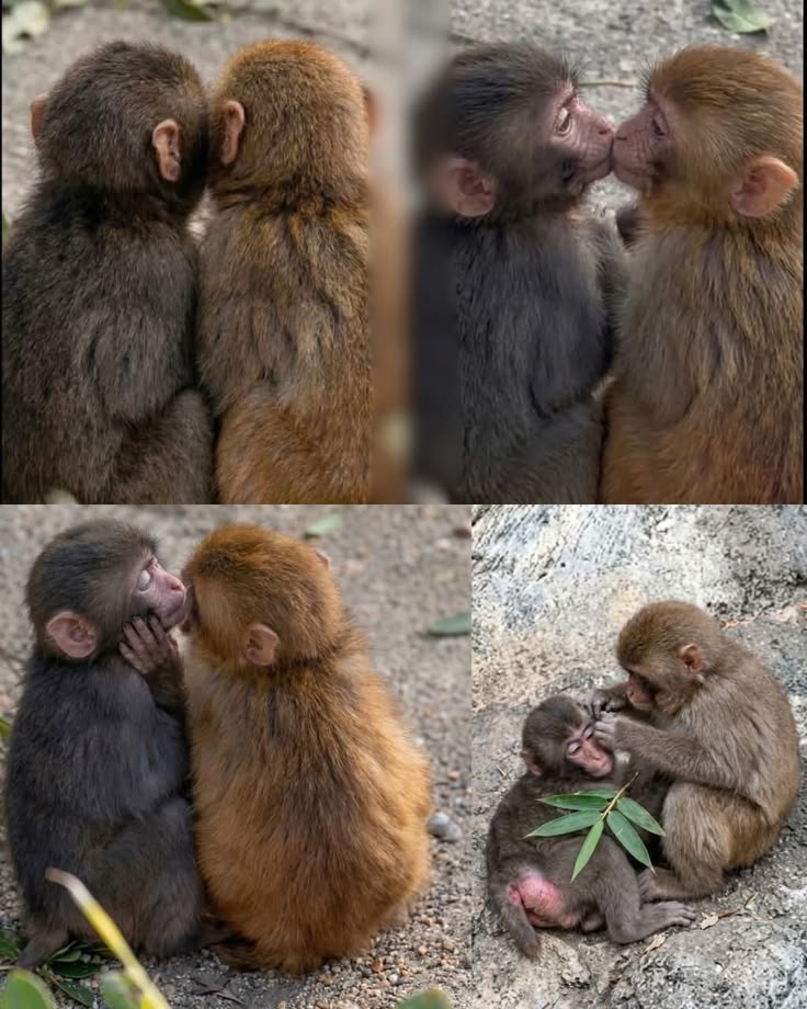 ANIMALIA tweet media