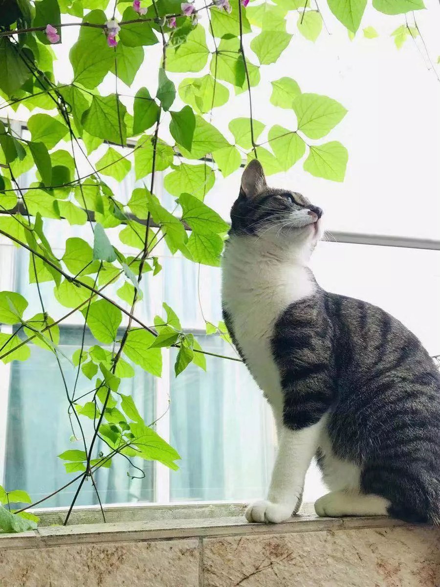 Matulai Linda tweet media