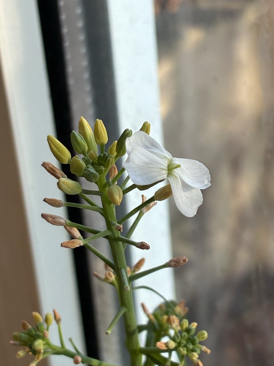 はしぼそ tweet media