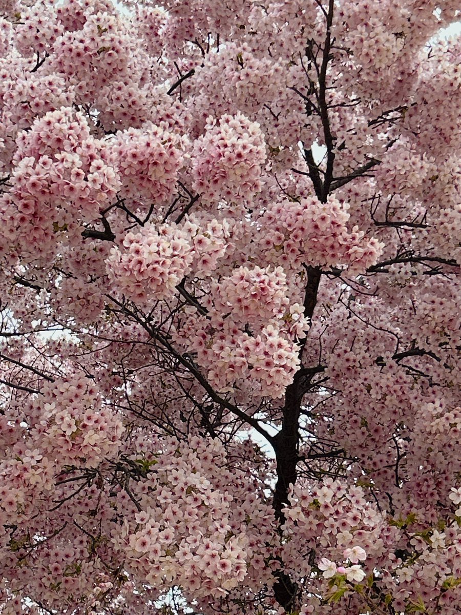 ひよどり tweet media