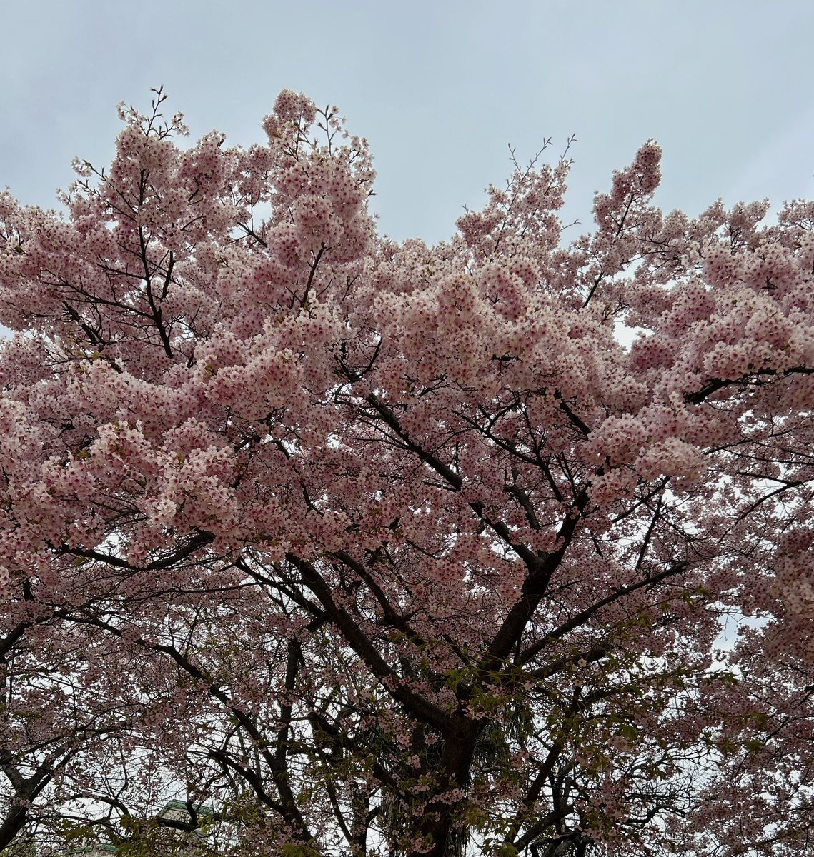 ひよどり tweet media