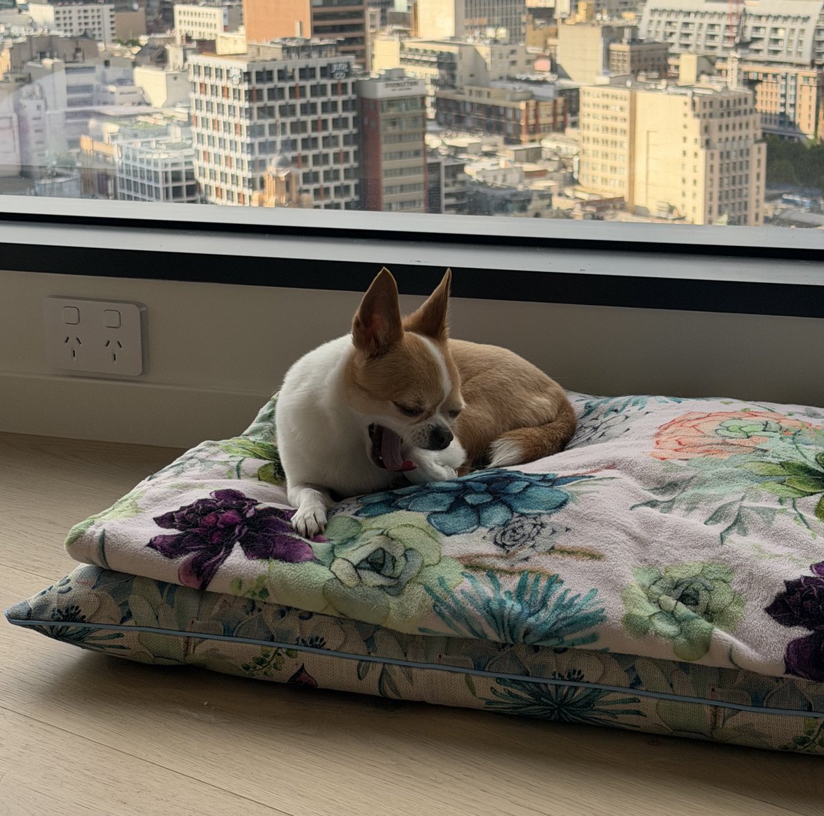 Florence the Wonder Chi tweet media