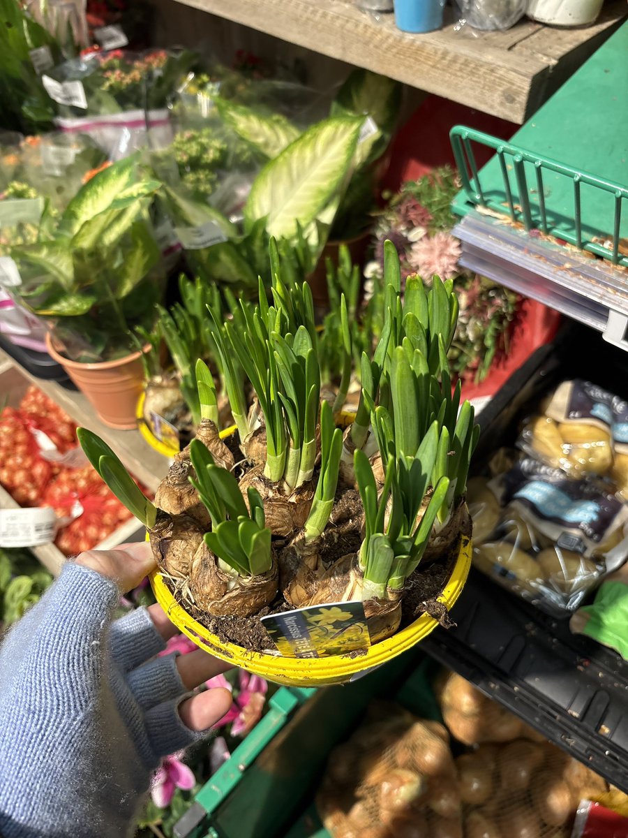 lord Clément de Winter 🍁👨🏼‍🏫🍂🍄 tweet media