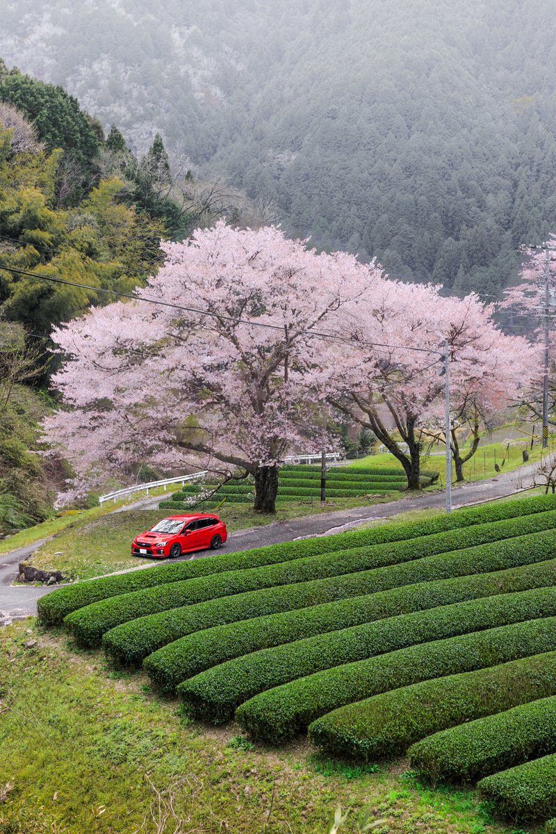 まさき仙人 tweet media