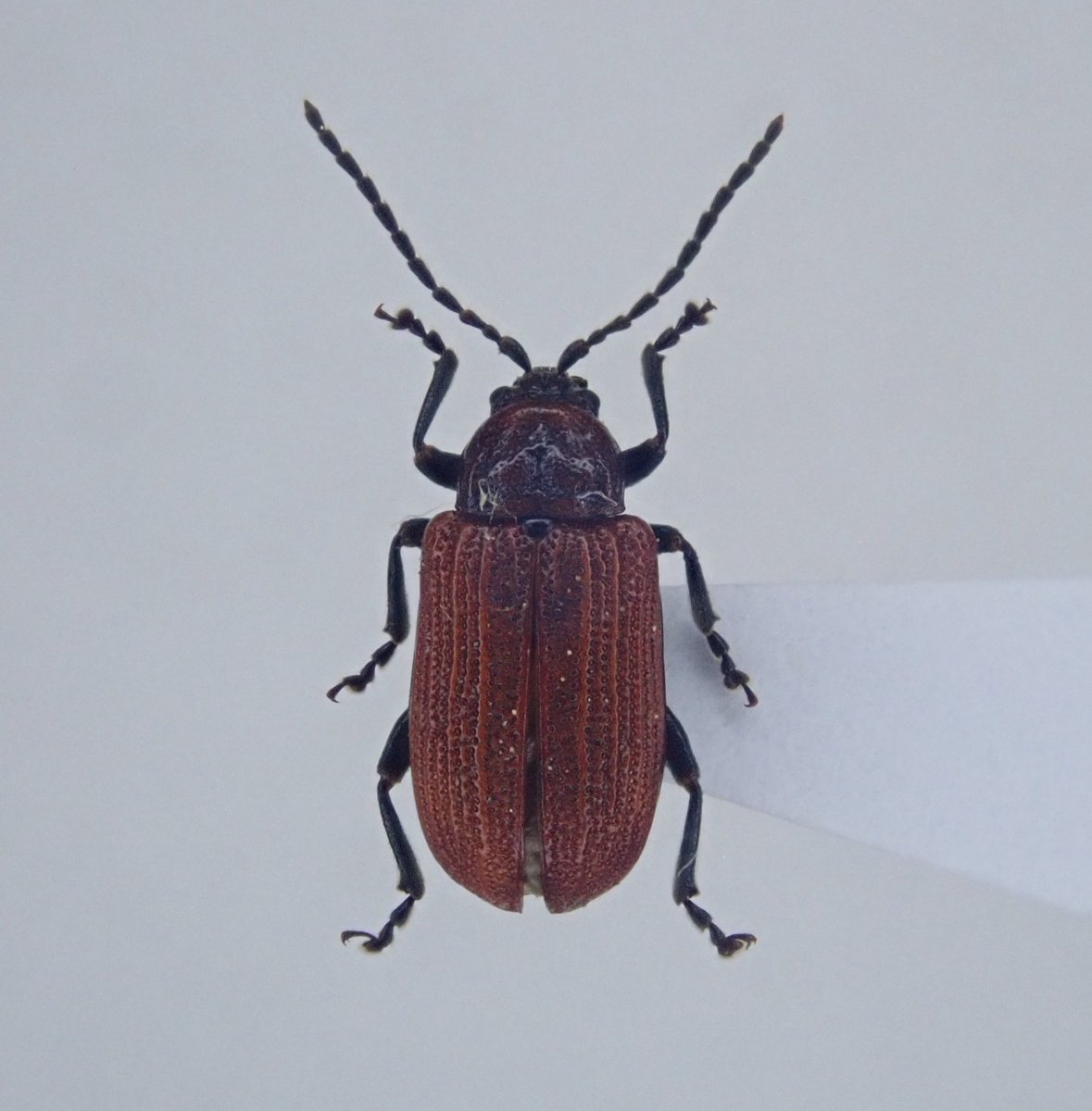 Lucanus007's tweet photo. ユリクビナガハムシとカタクリハムシ
実家の庭に生えているユリ(タカサゴユリ？)に毎年発生している。
ユリは小学校からの帰宅中に拾ってきた株から増えたもの。
これらが庭で採れるのは、小学生の自分のおかげと言える。 https://t.co/TZYQn86LX0