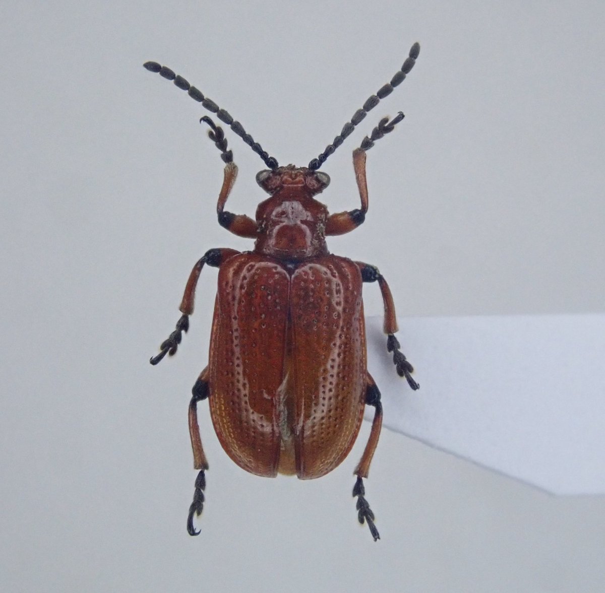 Lucanus007's tweet photo. ユリクビナガハムシとカタクリハムシ
実家の庭に生えているユリ(タカサゴユリ？)に毎年発生している。
ユリは小学校からの帰宅中に拾ってきた株から増えたもの。
これらが庭で採れるのは、小学生の自分のおかげと言える。 https://t.co/TZYQn86LX0