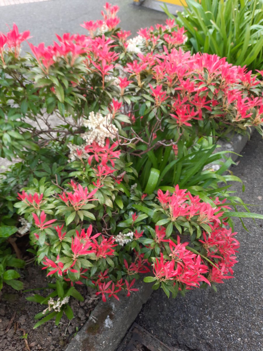 Alyson Meadowcroft, in memory of Macey, RIP 🌈. tweet media