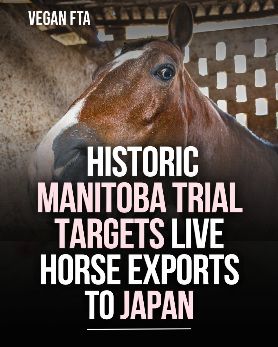 teamveganfta's tweet image. A rare private prosecution over the export of live horses from Manitoba to Japan began in Winnipeg’s provincial court, exposing Canada’s live horse export trade for slaughter. 🐴

👉 Find out more: veganfta.com/articles/2026/…

#horse #horses #liveexport