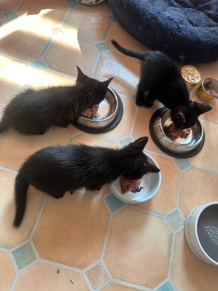 тостер tweet media