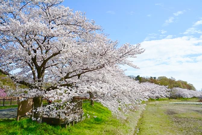 極上の旅図鑑 tweet media