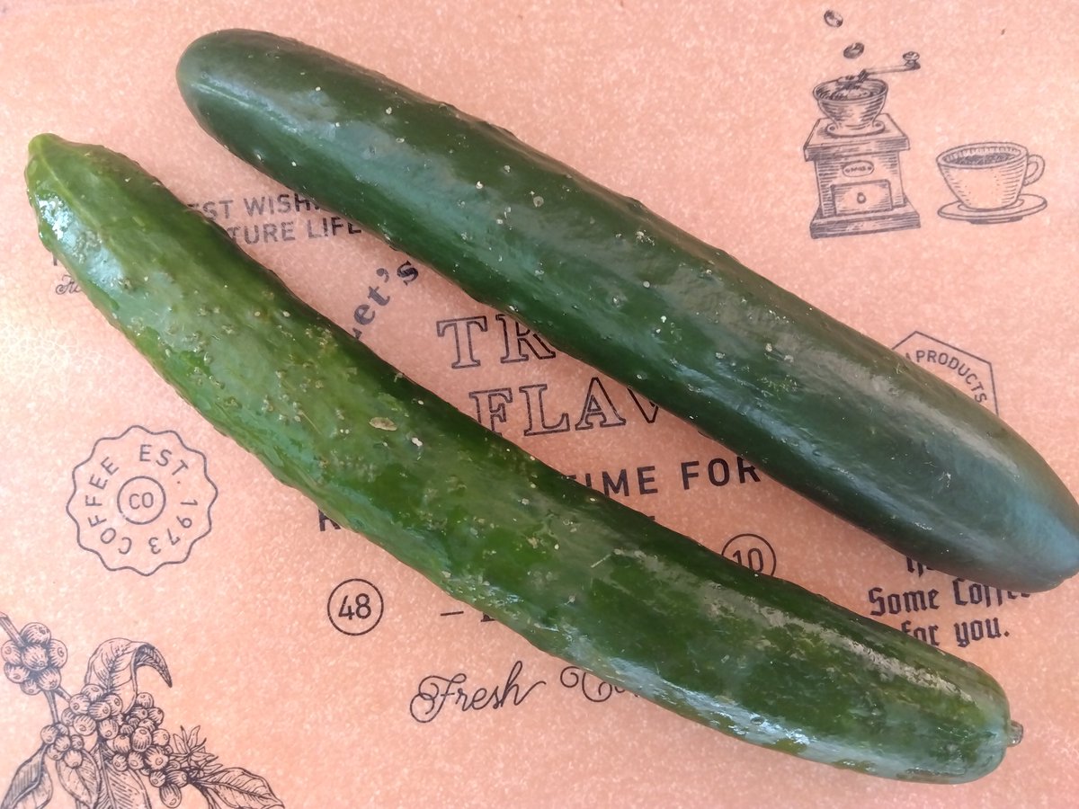 Neue ฅ^. ̫ .^ฅ tweet media