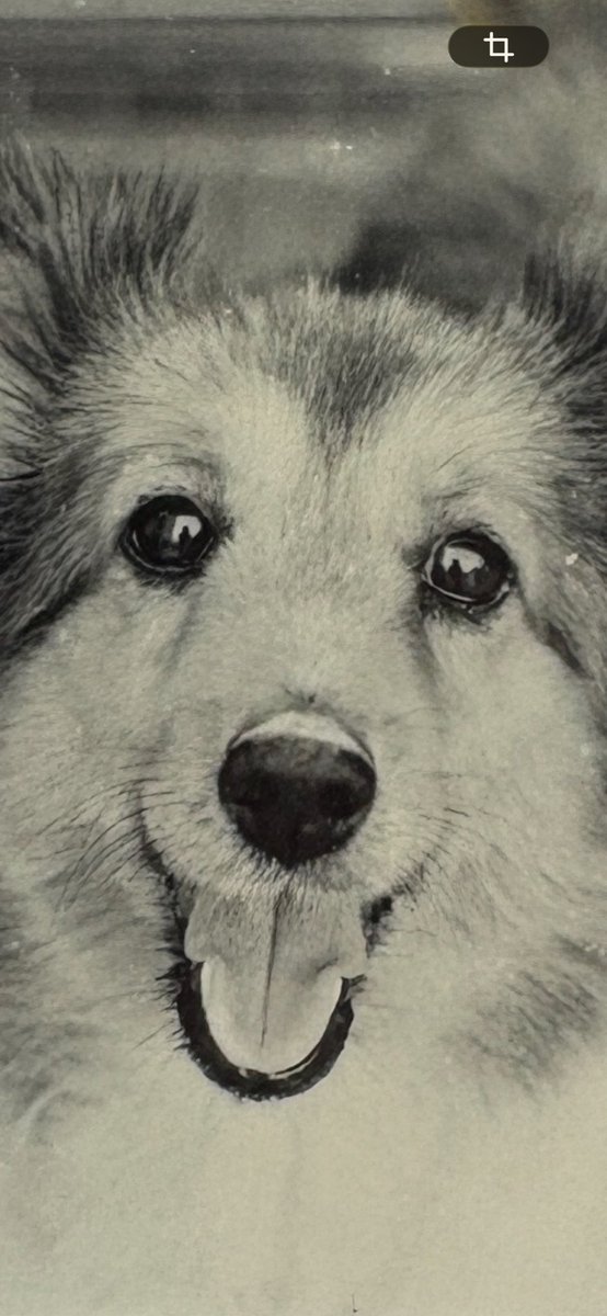 ずっこ🐶【C-38】4月5日アニマーレ@東京都立産業貿易センター台東館4F tweet media