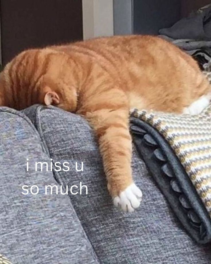 (H) Rian tweet media