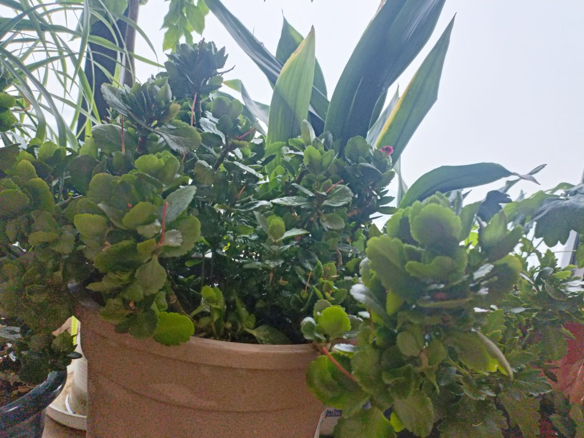 zuci santiago tweet media