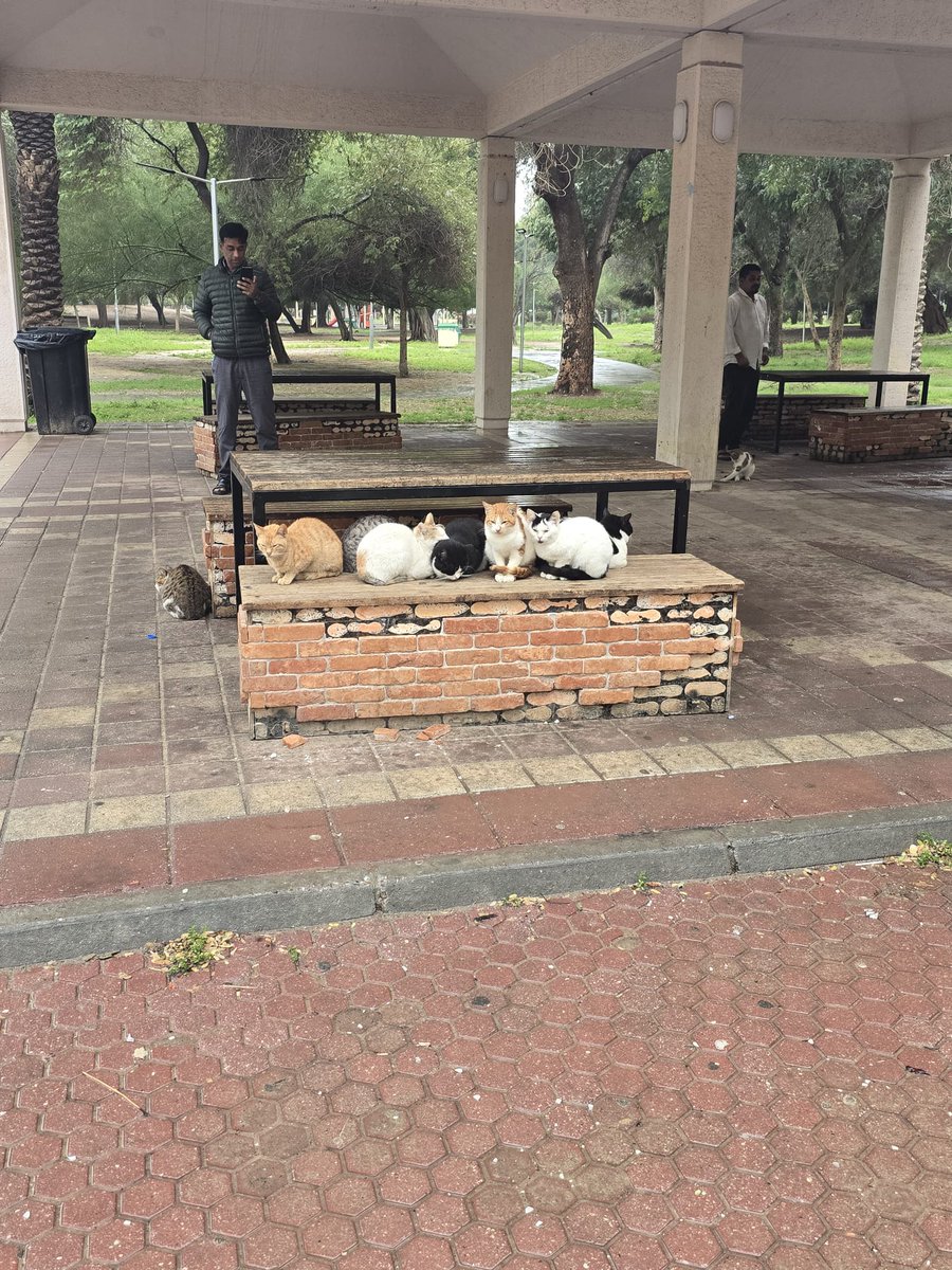 عادل السعدون tweet media