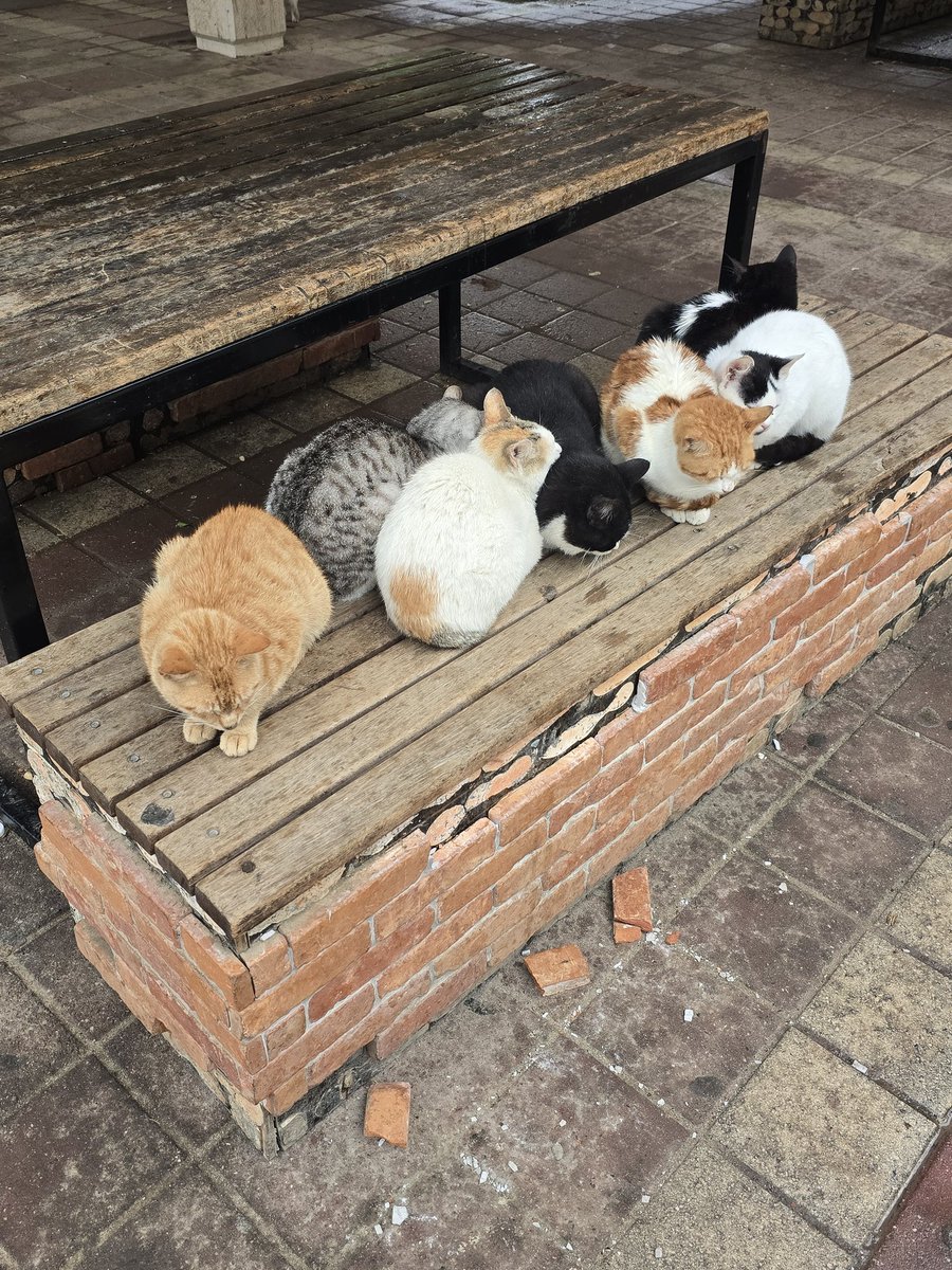 عادل السعدون tweet media