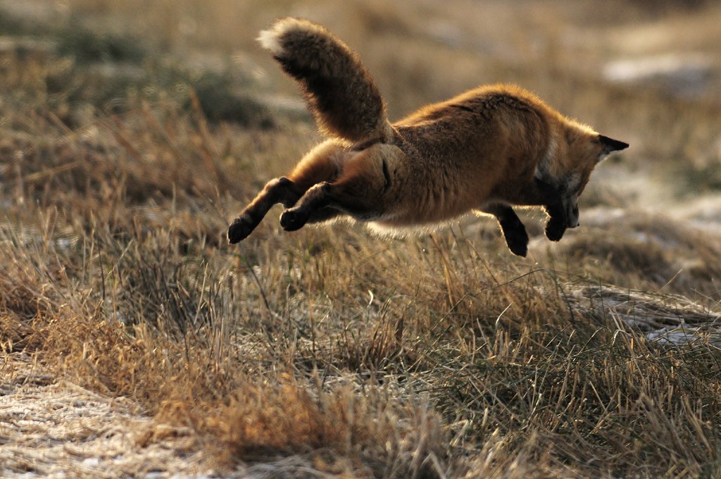 OccasionalFops tweet media