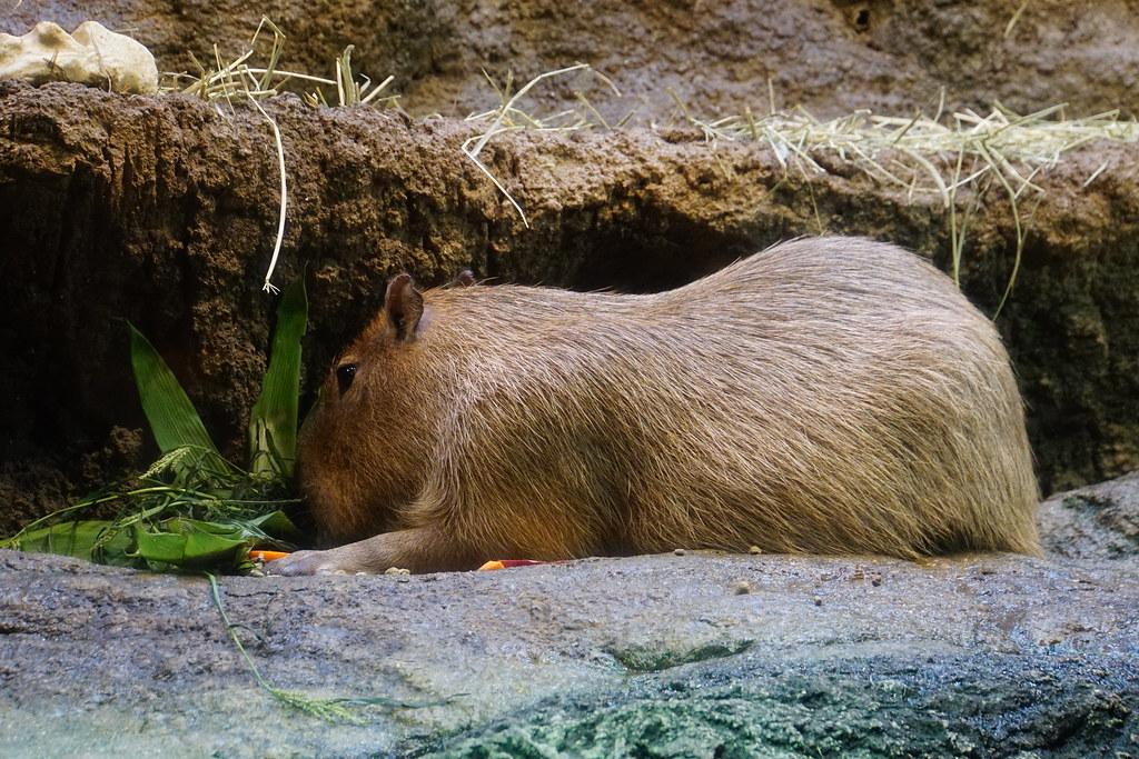 CapybaraHourly's tweet photo. https://t.co/hzjhweMpYj