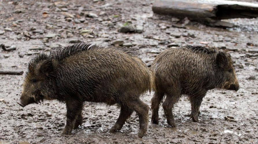 regionepiemonte's tweet image. 🟡 Peste suina: #Novara e #Vercelli tornano in zona indenne con parte di #Alessandria e #Asti
@novaracultura @RegLombardia @RegioneER 
regione.piemonte.it/web/pinforma/n…