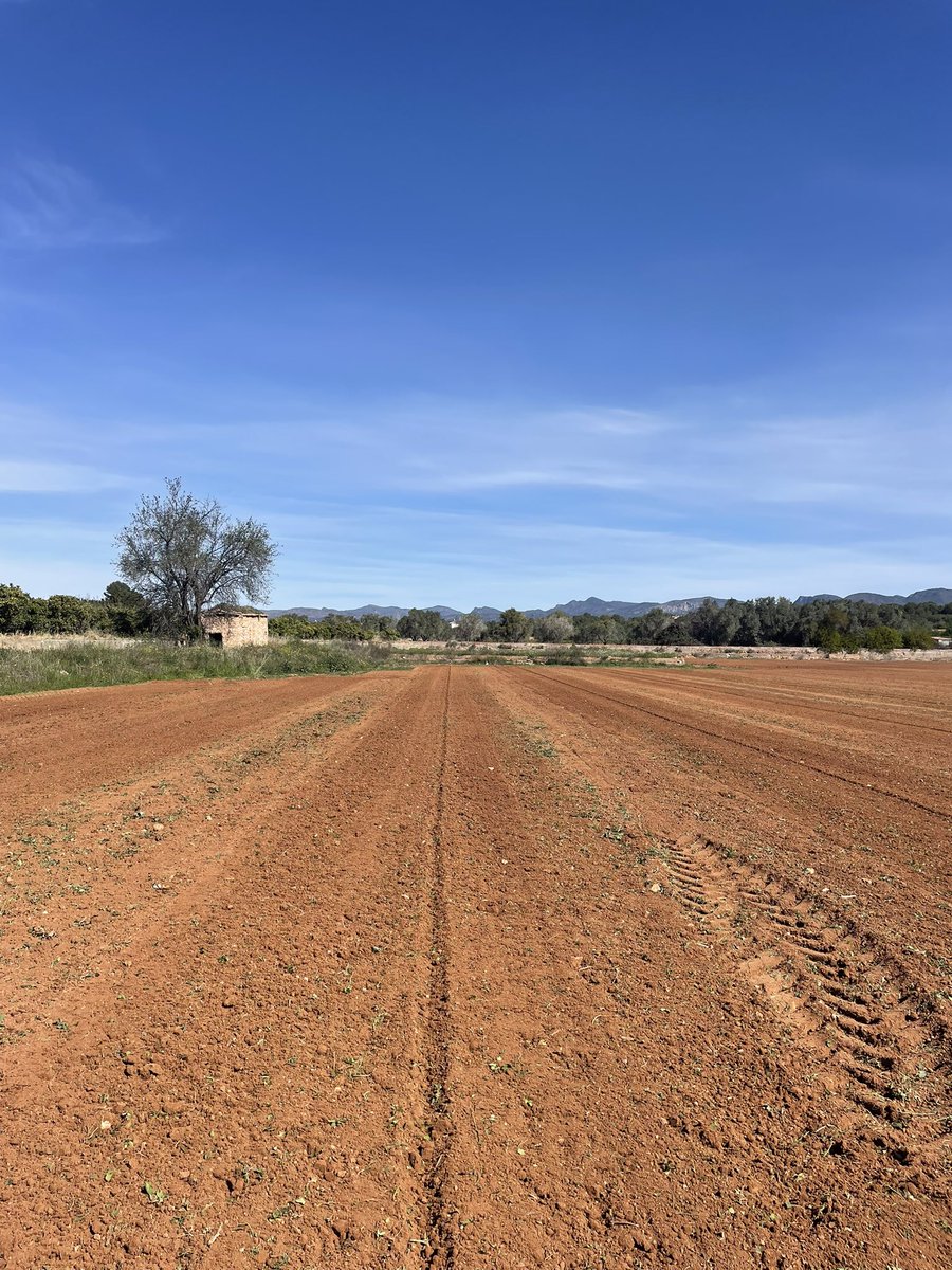 Pepe Barea tweet media