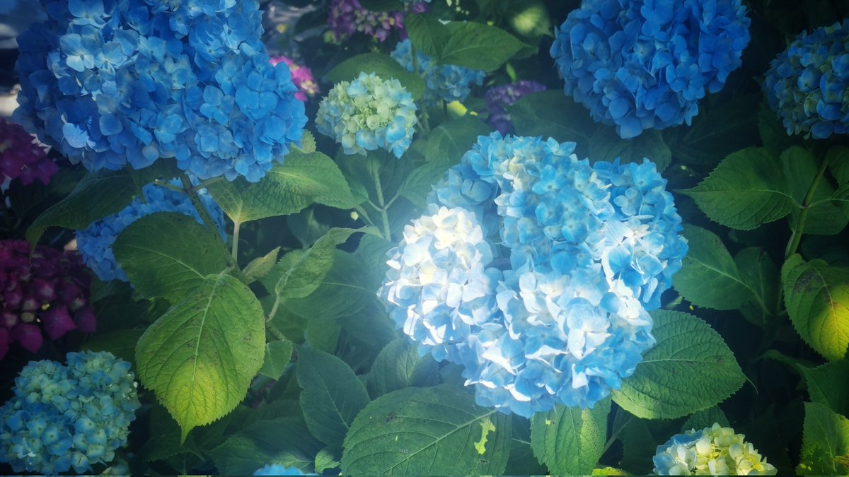 싫어다음에 tweet media