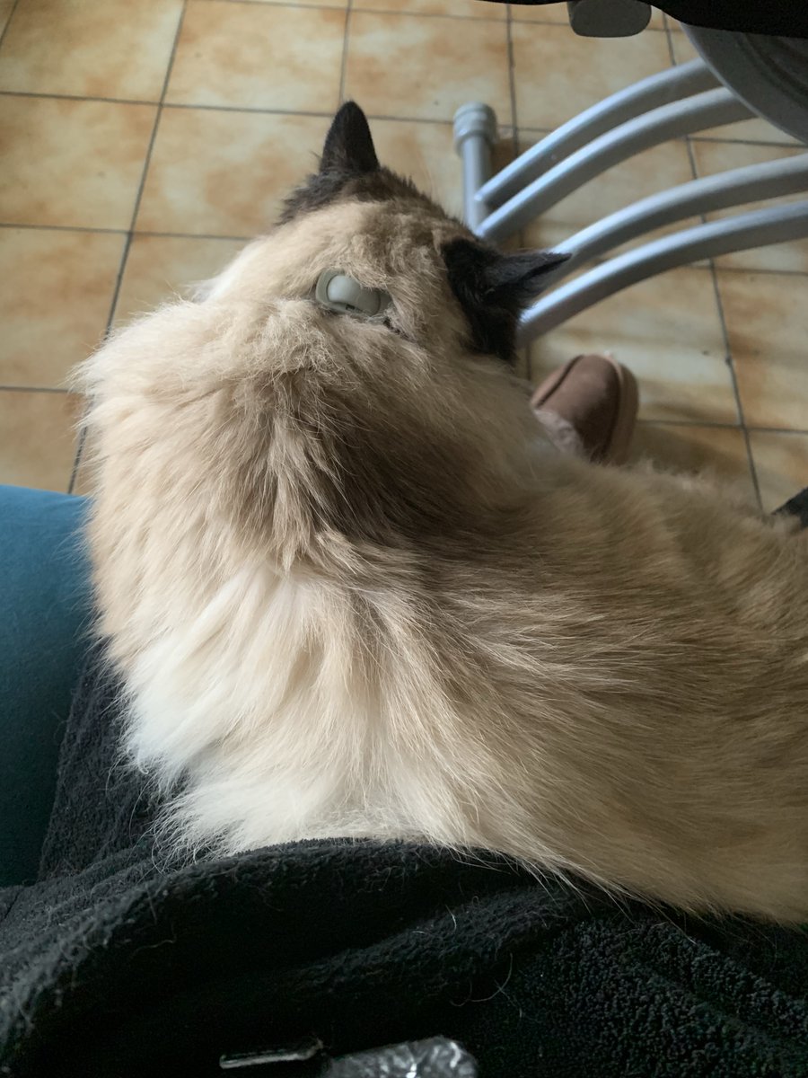 augenoux's tweet photo. @it97_boy Voilà une de mes fifilles actuellement sur mes genoux et qui consulte X en même temps que moi, vous envoie plein de miaous câlins, comme eux seuls savent le faire… Courage https://t.co/xkMtZ92YKD