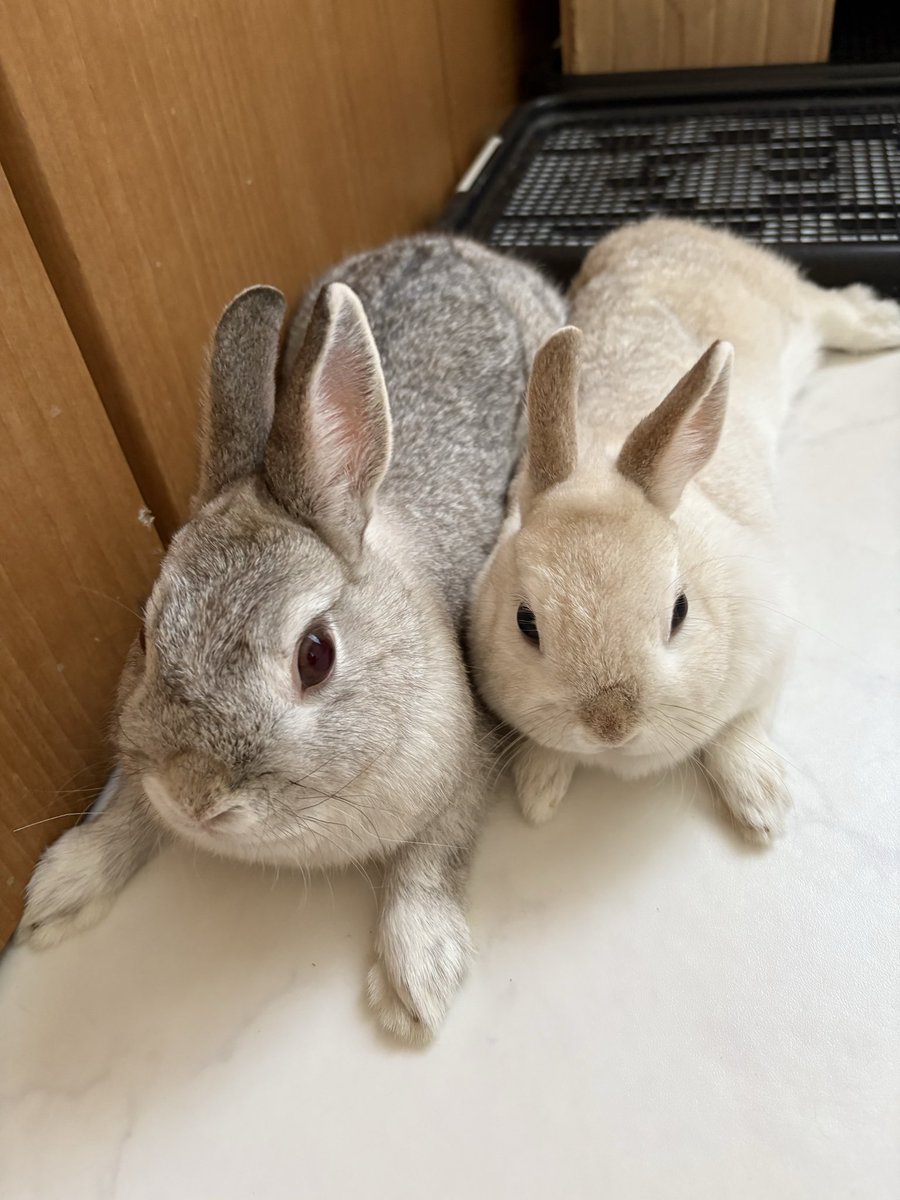 🐰うさぎの幸と福と心と華🐰 tweet media