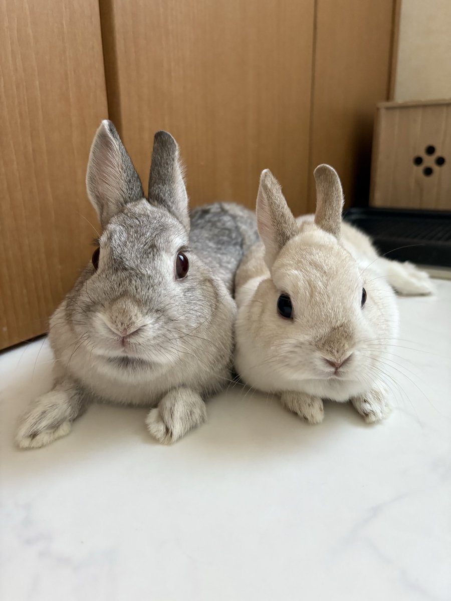 🐰うさぎの幸と福と心と華🐰 tweet media