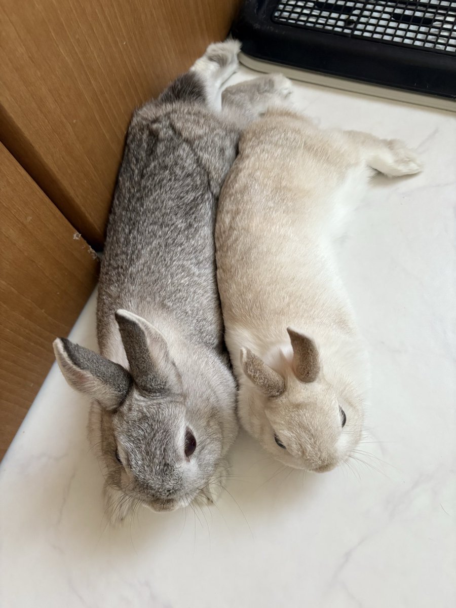 🐰うさぎの幸と福と心と華🐰 tweet media