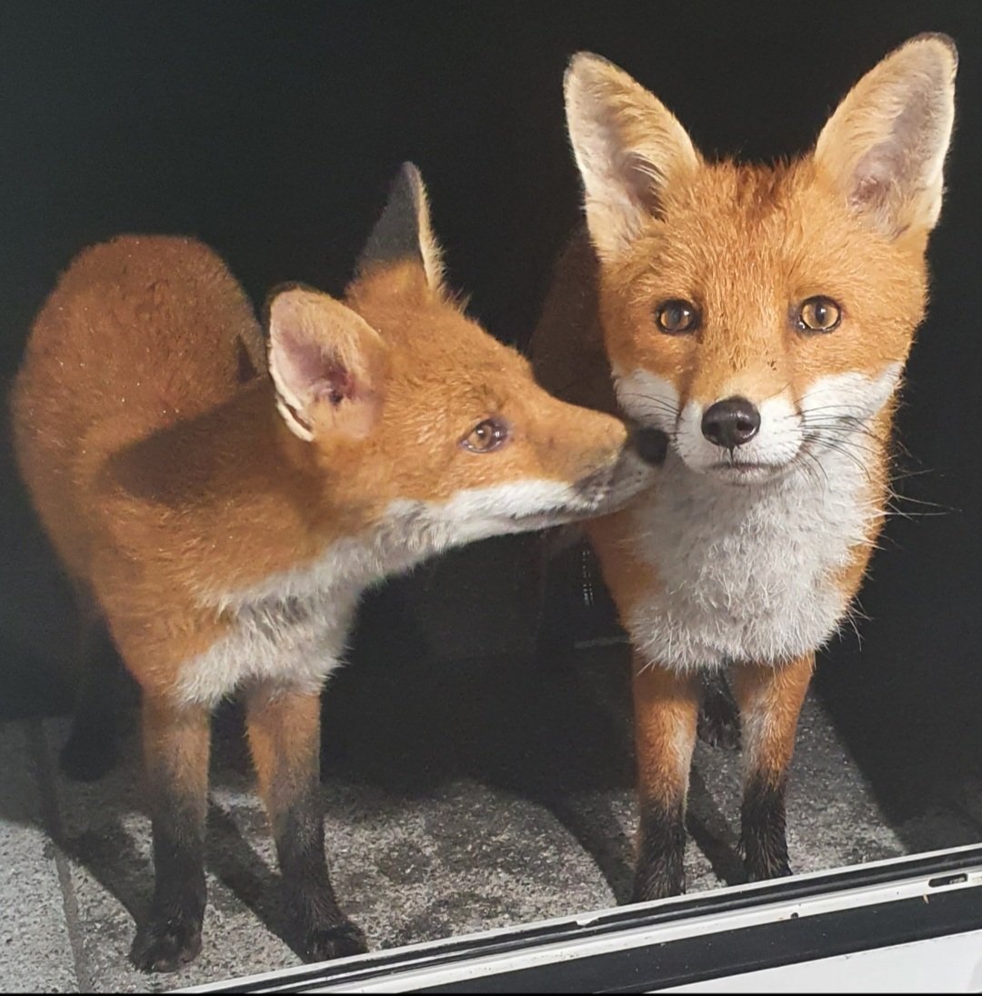 Siobhean 🖤 tweet media