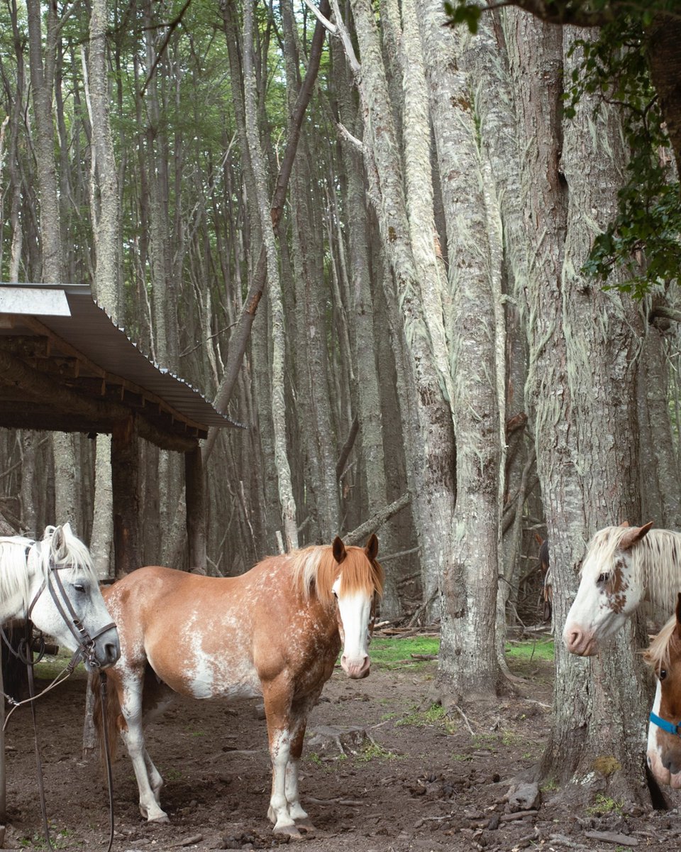 grayfoxtours's tweet photo. Cabalgata en el Lago Escondido: medio día de paisaje fueguino, caballos y merienda en refugio. Perfecta para toda la familia. 🐎🌲☕ Reservá ahora: https://t.co/RVv3H43T55

#Cabalgata #TierraDelFuego #Aventura https://t.co/N1HftX8unc