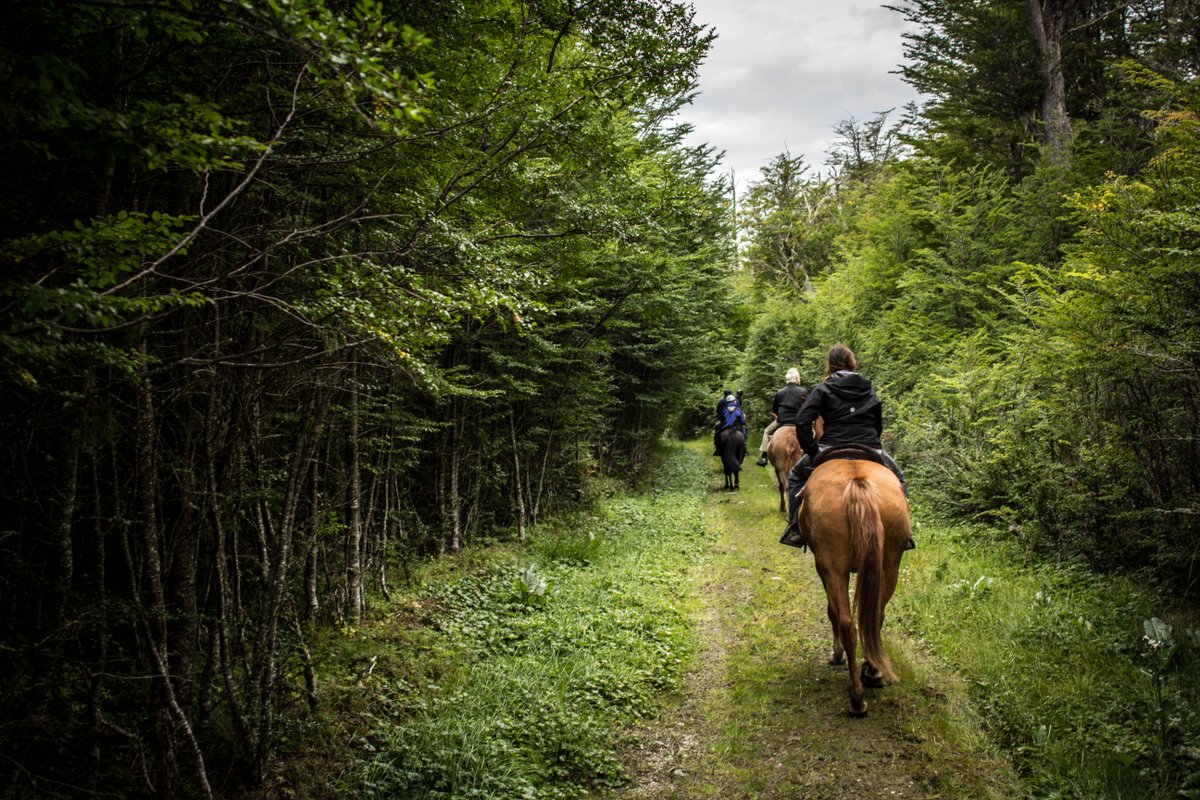 grayfoxtours's tweet photo. Cabalgata en el Lago Escondido: medio día de paisaje fueguino, caballos y merienda en refugio. Perfecta para toda la familia. 🐎🌲☕ Reservá ahora: https://t.co/RVv3H43T55

#Cabalgata #TierraDelFuego #Aventura https://t.co/N1HftX8unc