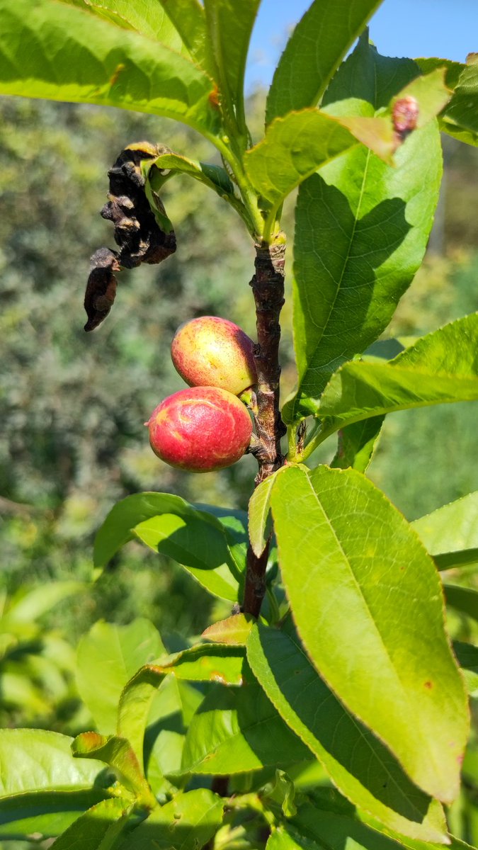 Gilles Denans tweet media