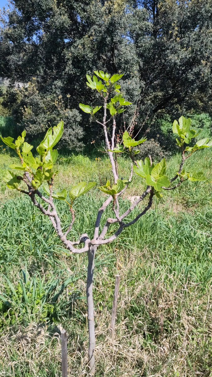 Gilles Denans tweet media