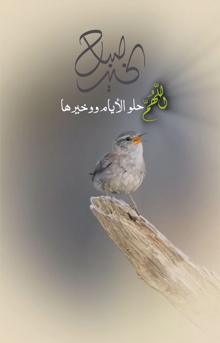 رفيف البوسعيدية 🍁 tweet media