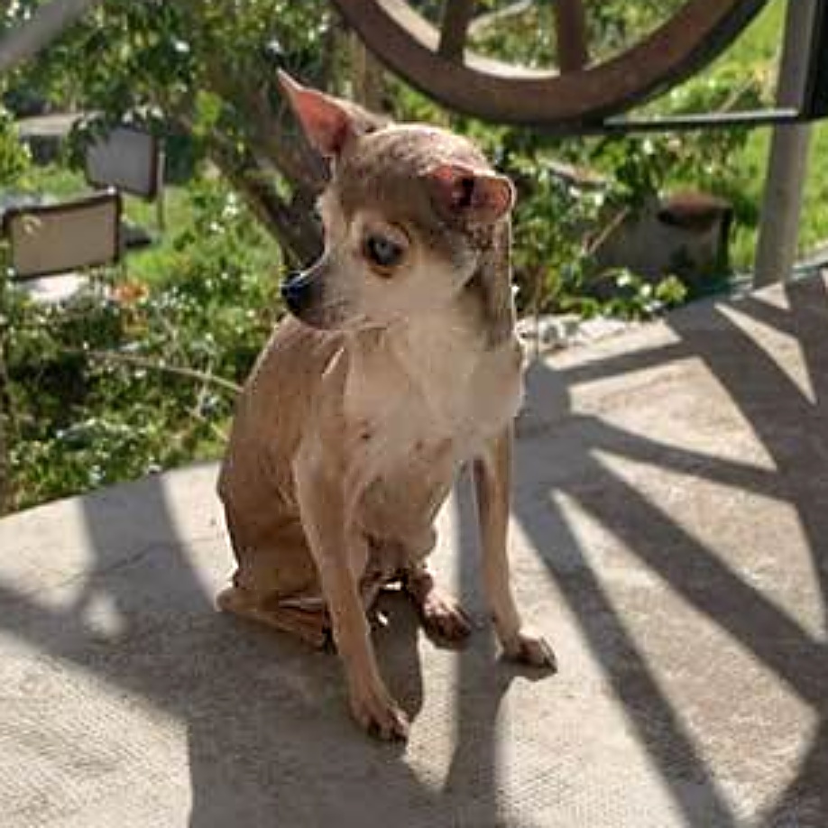 SosAbuelos1's tweet image. Solo #CATALUNYA
#DUENDE pesa apenas 4 kg, tiene 10 años y está #ciego.

Fue rescatado de la perrera tras ingresar después de que su casa se incendiara y su dueño fuera desahuciado 😓.

A pesar de su ceguera, no tiene problemas para valerse por sí mismo.

Prefiere espacios