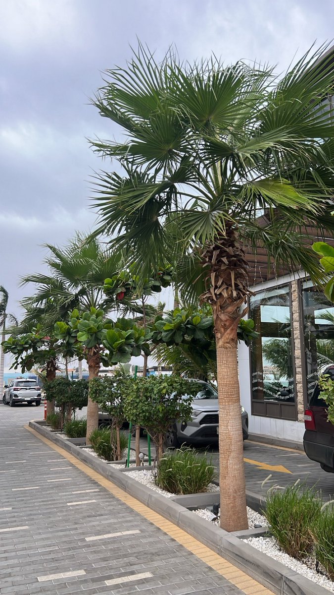 e_m4d_'s tweet photo. سيدة المدن والعالم، انشهد جدة غير🩵🩵🥺.. https://t.co/aUjhMRxuP9