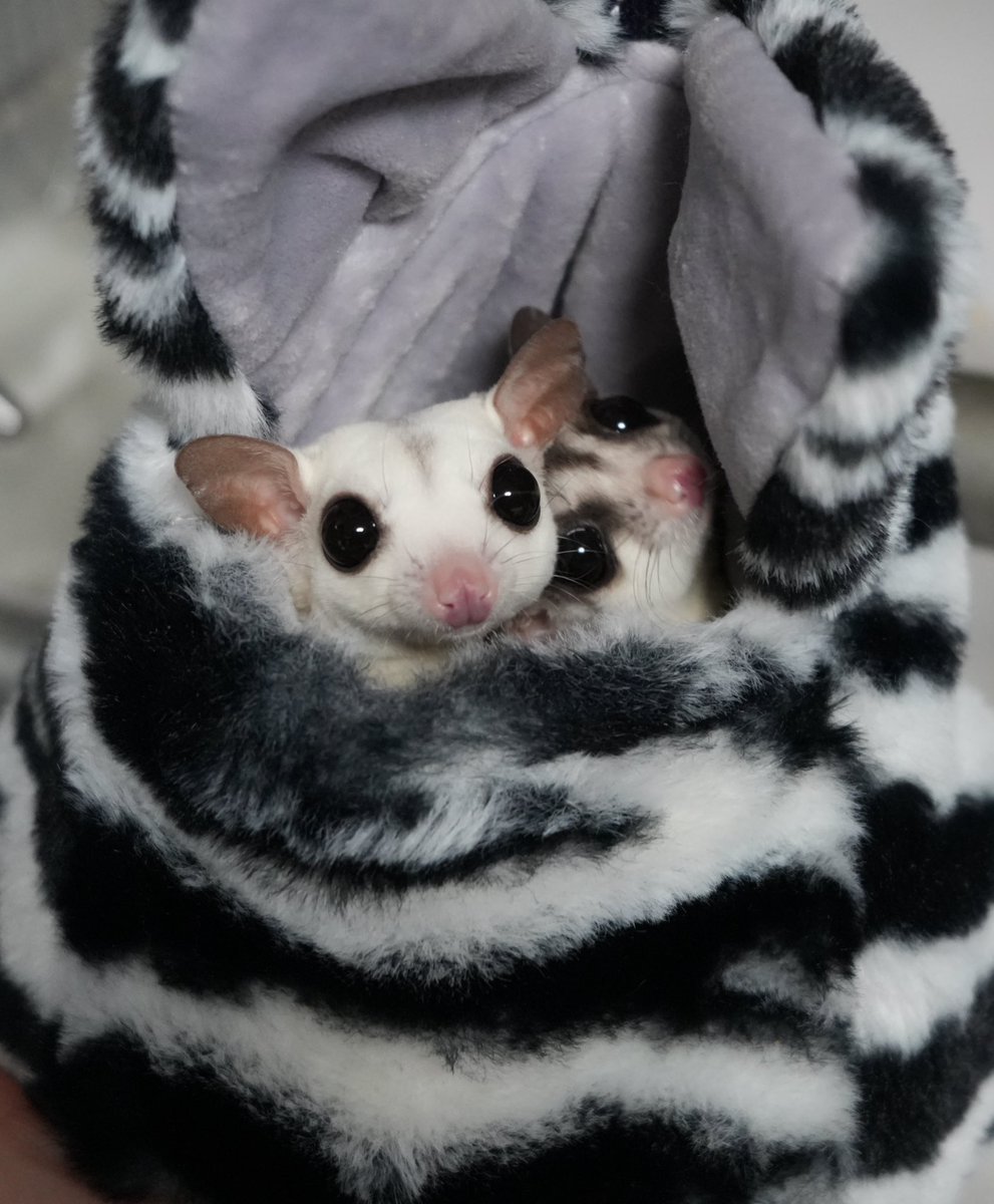 jin_leopa's tweet photo. #フクロモモンガ
#フクモモ https://t.co/FUuqic0Ivn